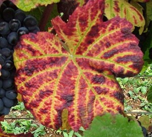Pinot noir with color leaf veins