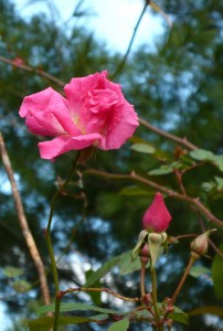 Christmas Roses and another sort of visit… – AT THE BACK OF THE NORTH WIND