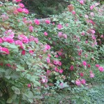 The Rose Hedge, May 2009 