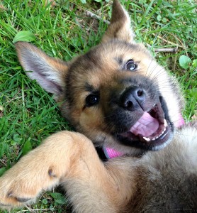 Puppy Giggles