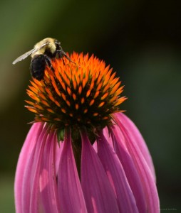 Bumble Bee and Purple Cone Flower