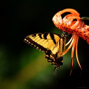 Eastern Tiger Swallowtail Butterfly