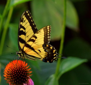 Eastern Tiger Swallowtail Butterfly