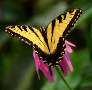 My favorite! It was like the butterfly posed for me on the cone flower.