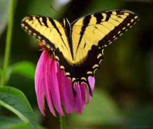 Eastern Tiger Swallowtail Butterfly and Coneflower