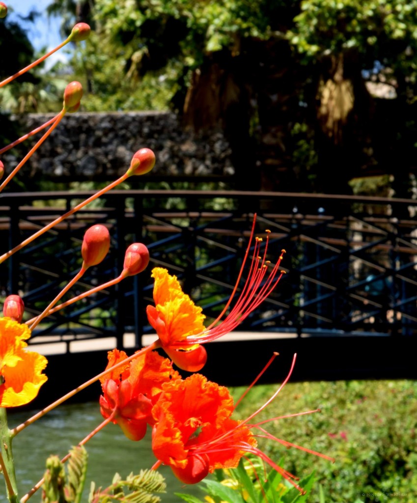 Charming bridges and walkways around every corner.