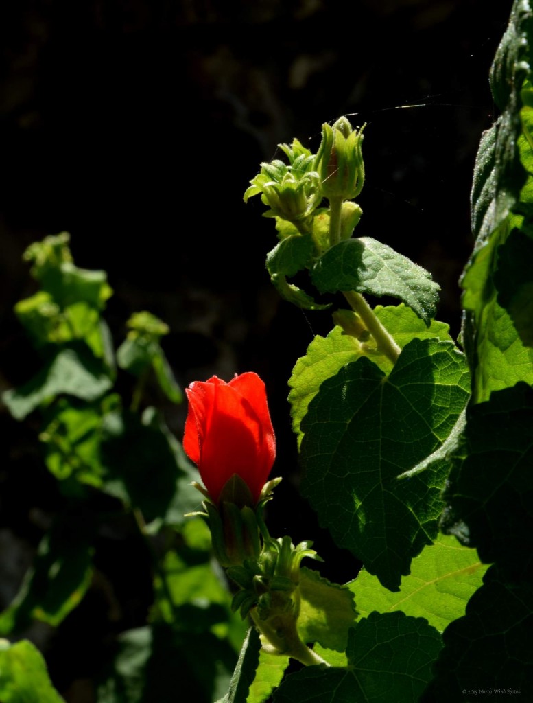 The Riverwalk was filled with flowers, such vibrant colors!