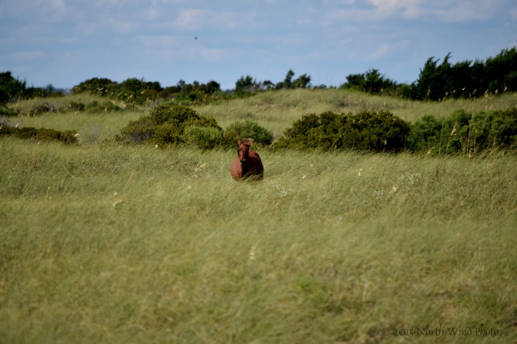 The interior of the island was hilly and the grasses and sea oats were up to our waist in places. Pure delight when we saw our first wild horse.