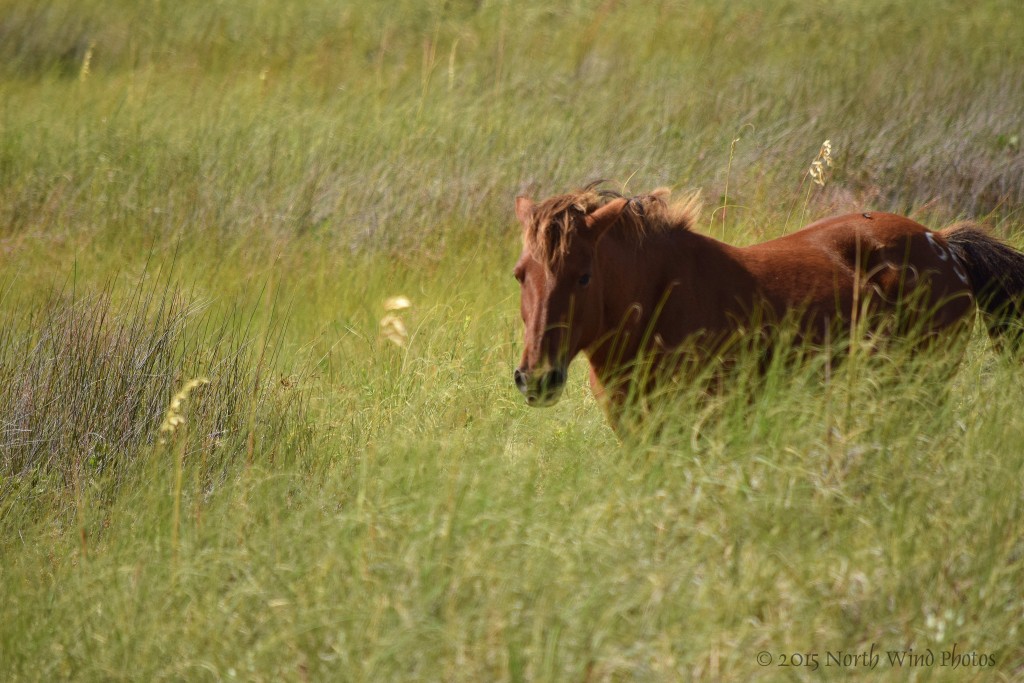 It was every dream I ever dreamed come true, an island of wild horses. 