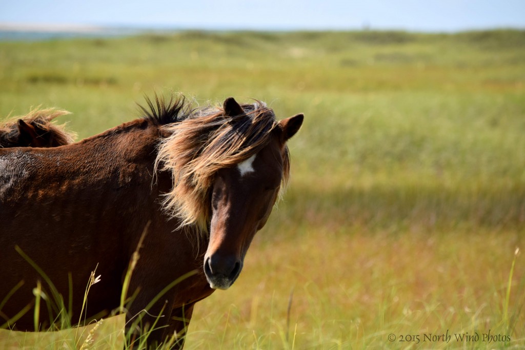 I loved watching the wind play with their manes and tails. So wild and free.