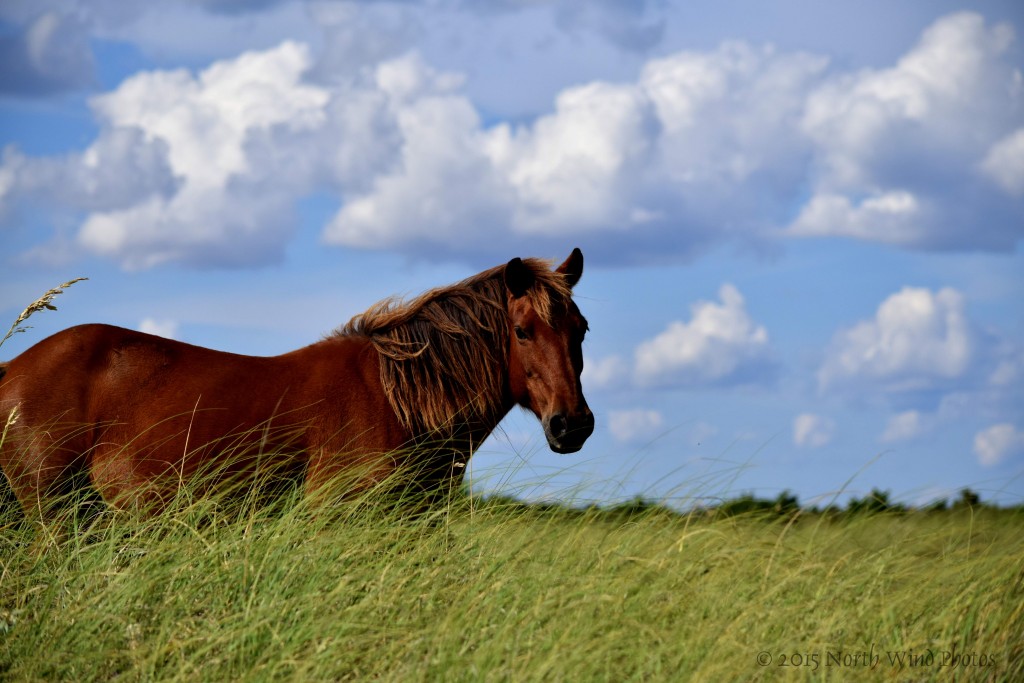 They were all stunning and I felt like I was in the middle of all the stories I had read as a young girl about horses.