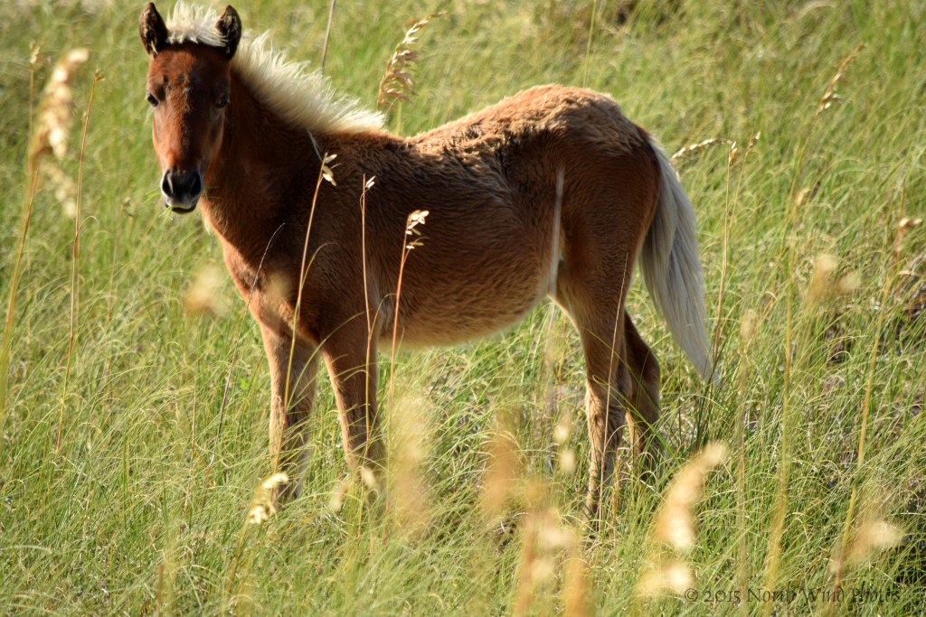 And then my heart was stolen. This little was embodied every imaginary horse of my dreams.