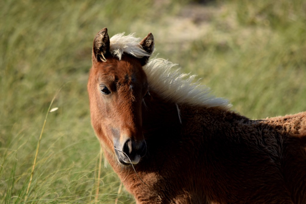 That cream colored mane!