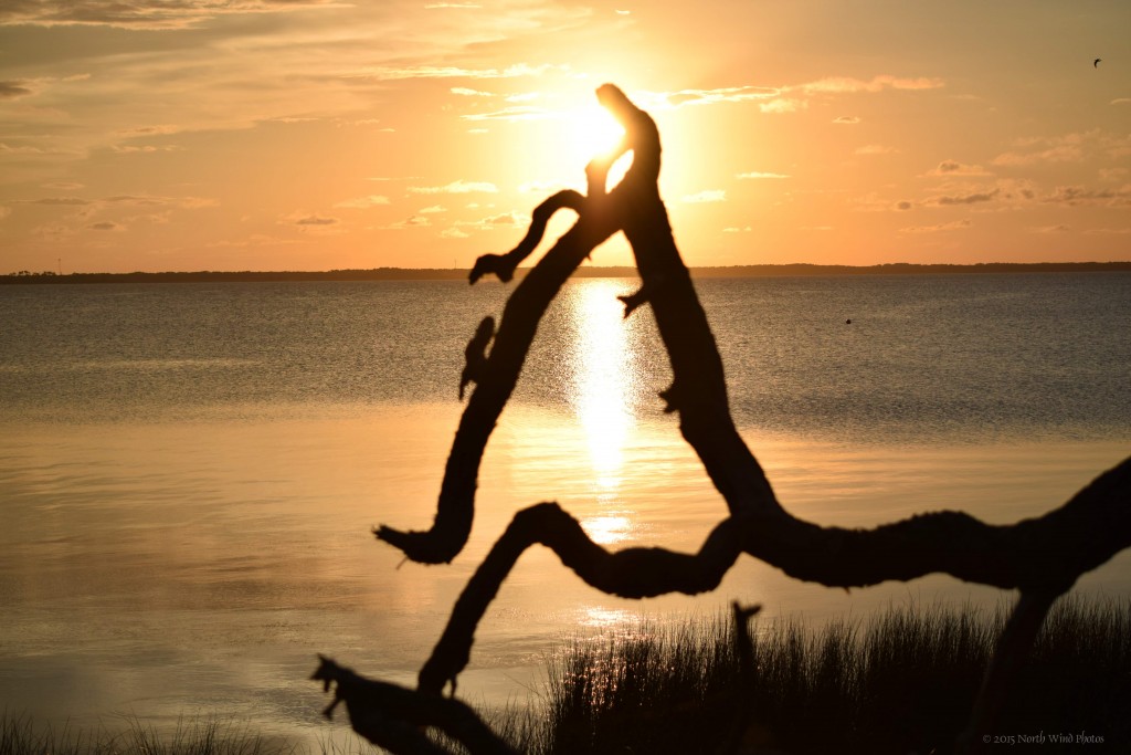 The driftwood and the setting sun was golden. I saw a person, head bent in thought. But it also seemed as if all humanity gathered at that small spot in time. So ancient is the repetion of the setting sun, yet never old, never the same.