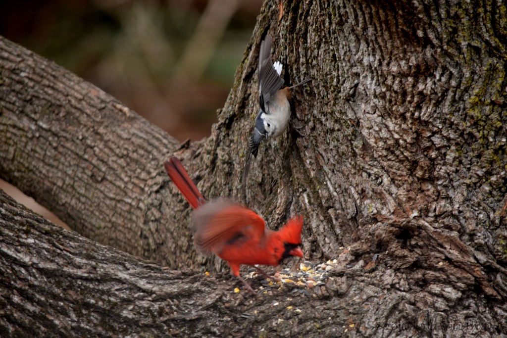 Defending his stash from the wily nuthatch.