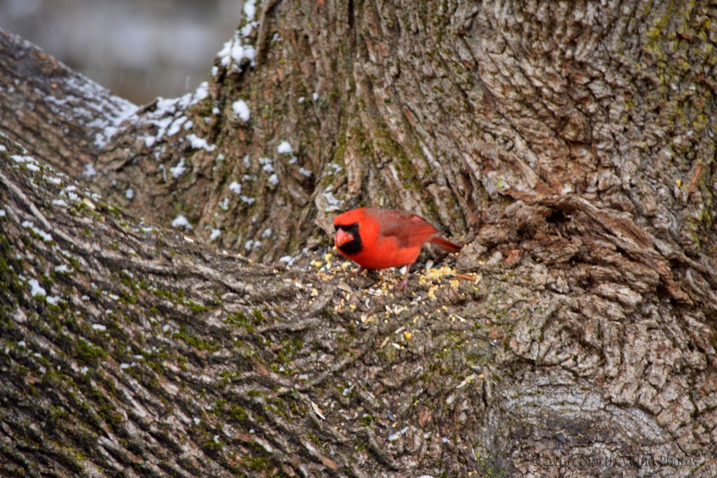 My grumpy cardinal, I love him. We tuck seek in the crook of the tree and he is pretty sure it is just for him.