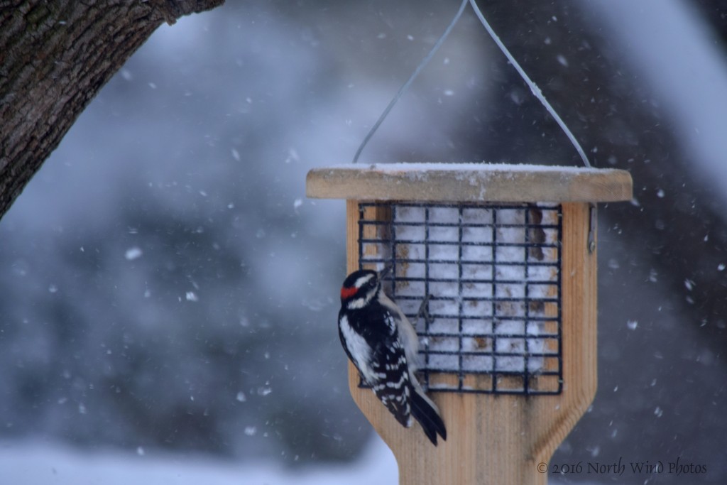 A good two feet into the storm and the downy woodpecker came to visit the suet feeder.