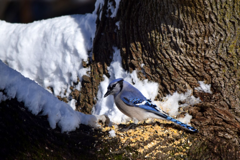 The look! So cheeky and bold. And with such plumage, who can fault the Blue Jay for his pride.