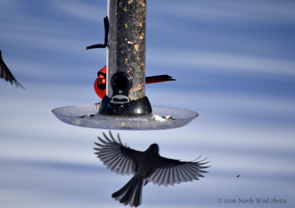 I love this one of the Junco in flight. 