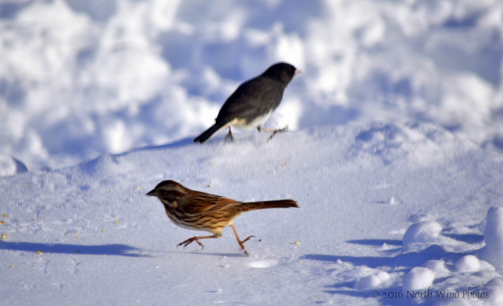 I was pretty excited to capture a picture of the Pine Siskin who came to visit. Perpetual motion these small ones. 