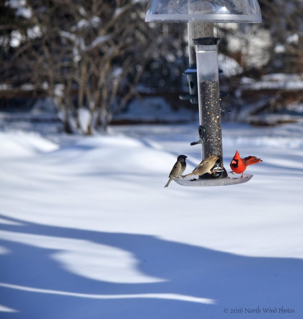 The day after the storm was exquisitely beautiful, the sky was incredibly deep and blue. And there was my cardinal stomping around on the feeder warming the other birds that it was all his.