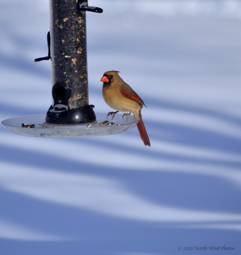 Lady cardinal, her doting mate is never far from her. 