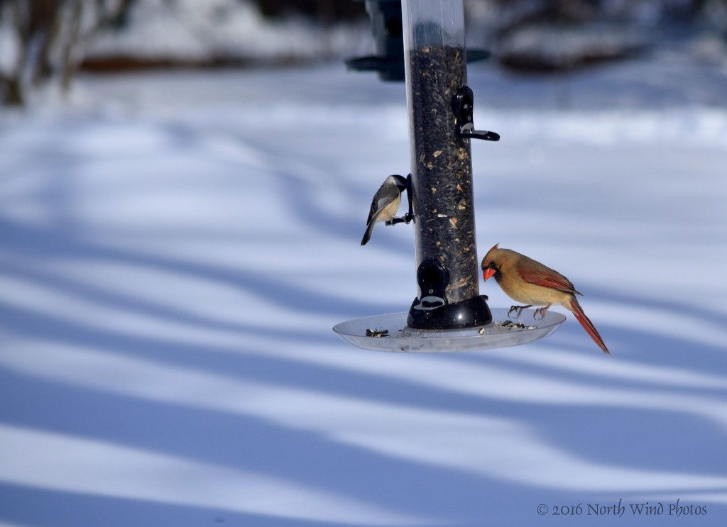 She is content to share the feeder with a darling Carolina Chickadee.