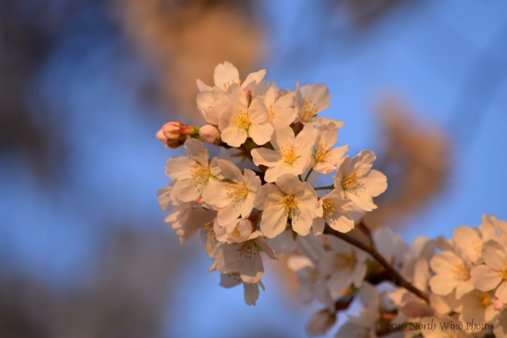 The golden light of the first sun.