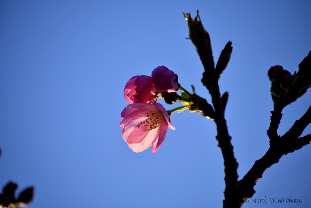 The play of morning light and breeze.