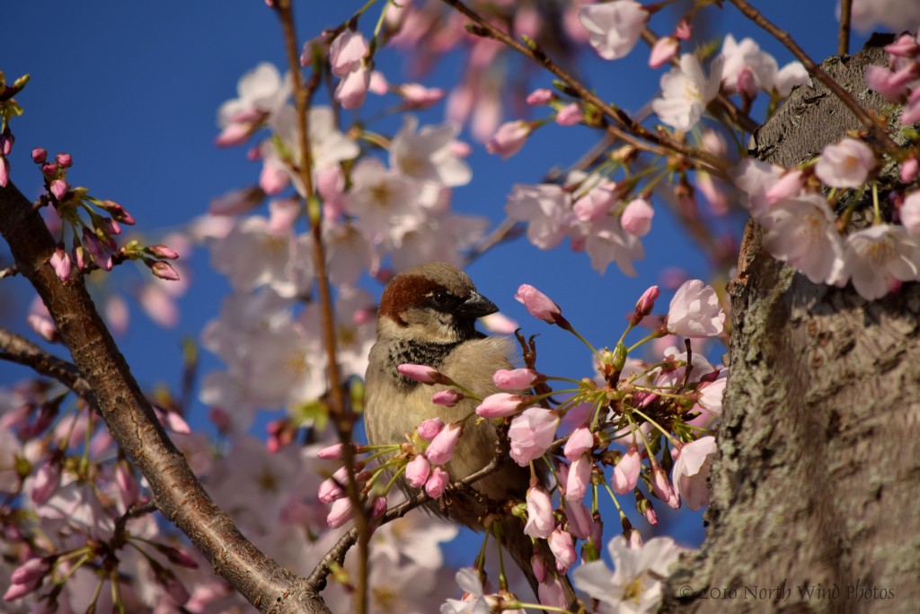 A darling house sparrow. He and his mate were singing so sweetly.