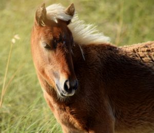 Special Merit Recognition Born Free on Shackleford