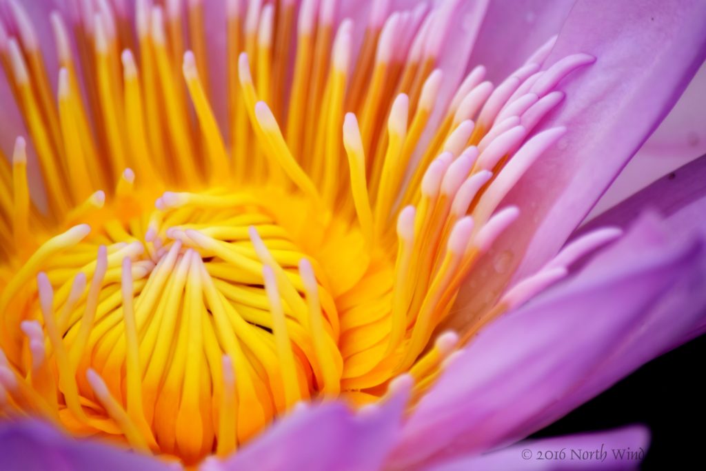 Day Blooming Water Lilies. Just magical!