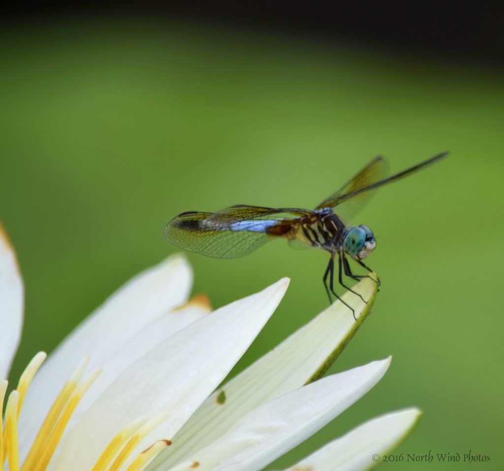 The dragonflies would pose for a half second and then be off again. 