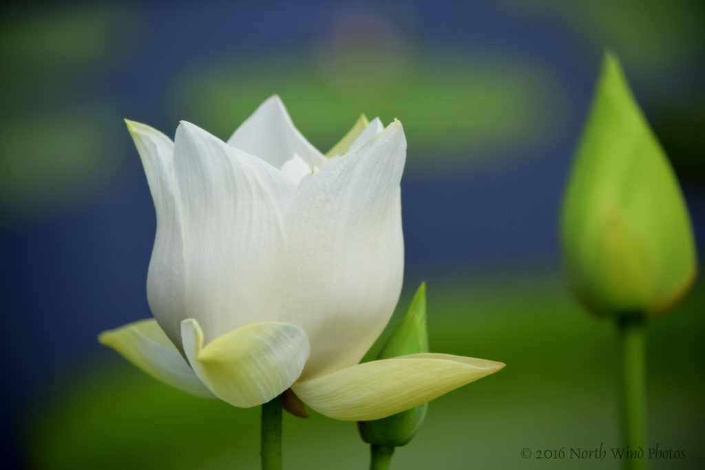 The lily ponds were serene and still, yet bursting with color and life.