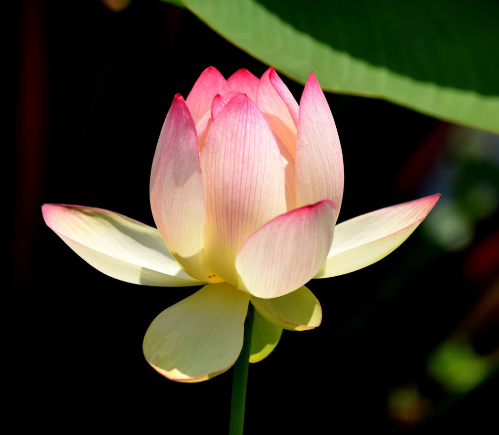 Lotus Blossom