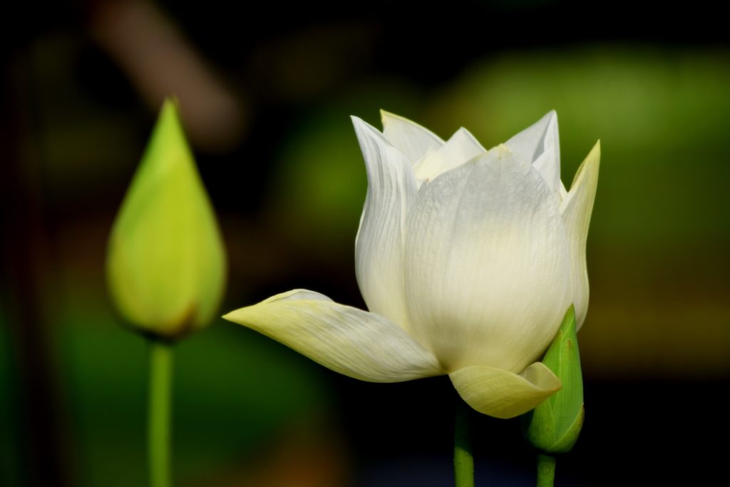 I had never seen a real lotus flower or their buds. They are ethereal. 