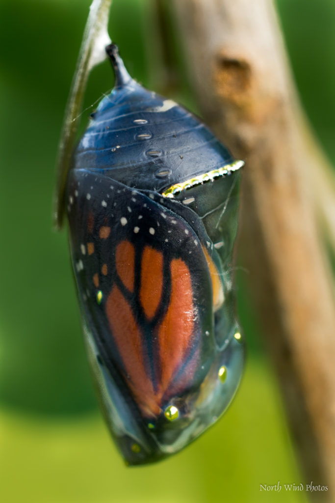 Monarch Ready to Emerge