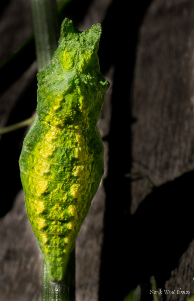 Swallowtail Chrysalis